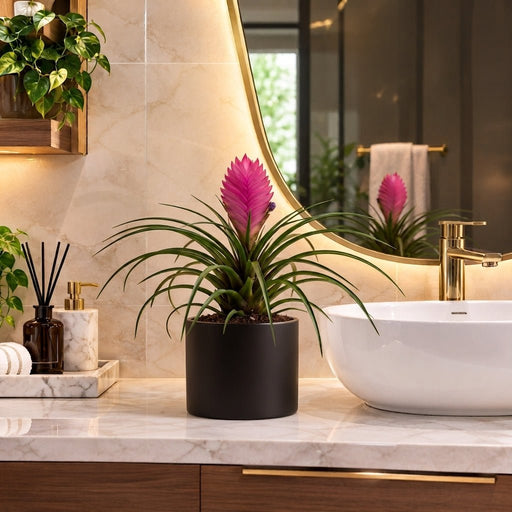 Tillandsia Cyanea Pink Quill in Ceramic Pot | Dubai's Best Floral Display! - Greensouq -