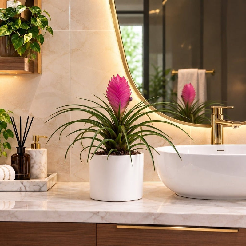 Tillandsia Cyanea Pink Quill in Ceramic Pot | Dubai's Best Floral Display! - Greensouq -