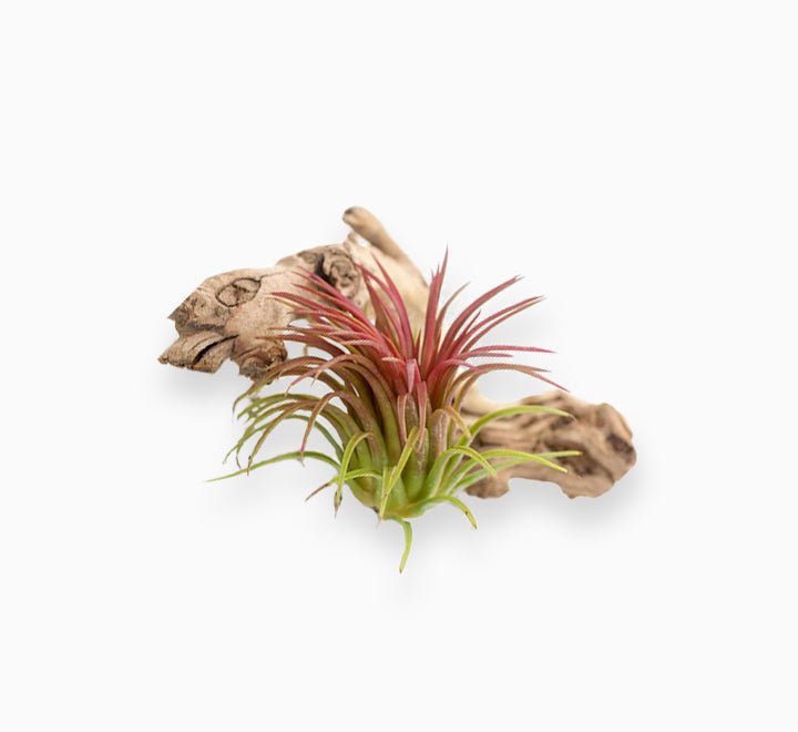 air plants dubai Air Plant (Tillandsia red clumb)