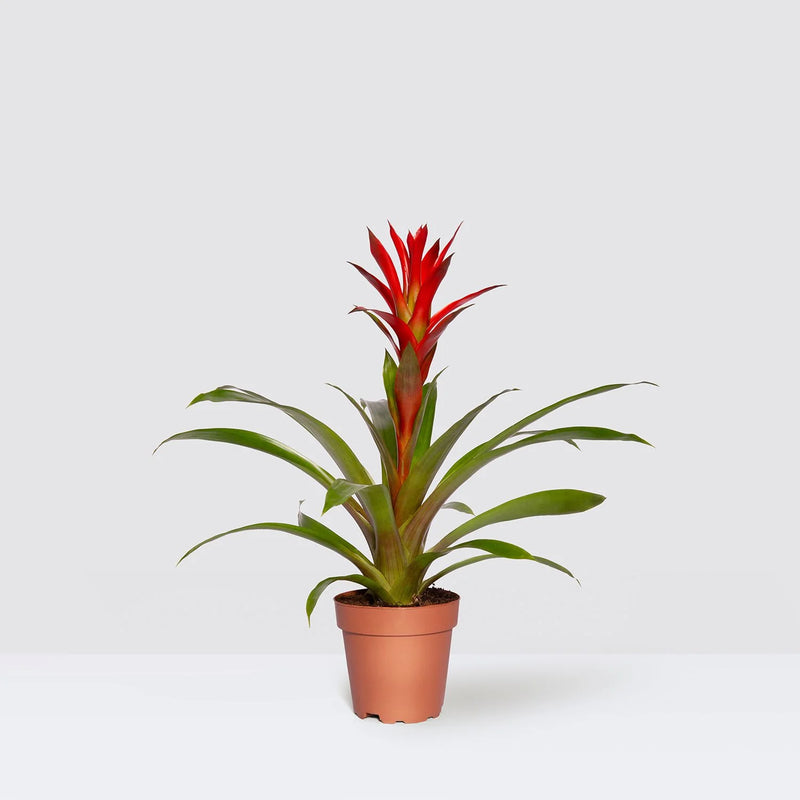Guzmania Red and Yellow Plants or Scarlet Star