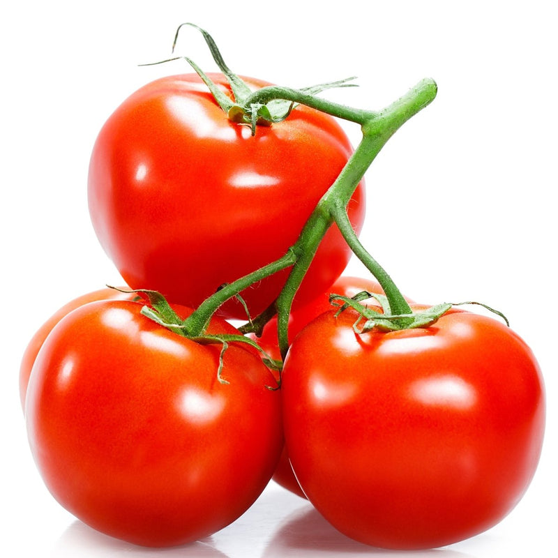 Tomato Plant Big| Solanum lycopersicum | Fresh Tomato | Vegetable Plant 50 - 60cm - Greensouq - 