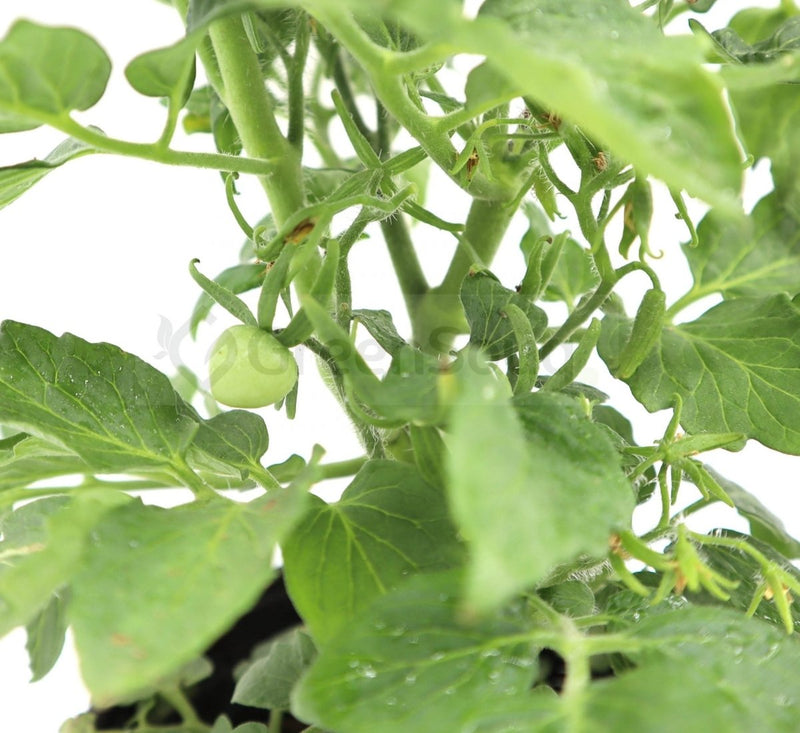 Tomato Plant "Cherry tomato" Organic - Greensouq - 