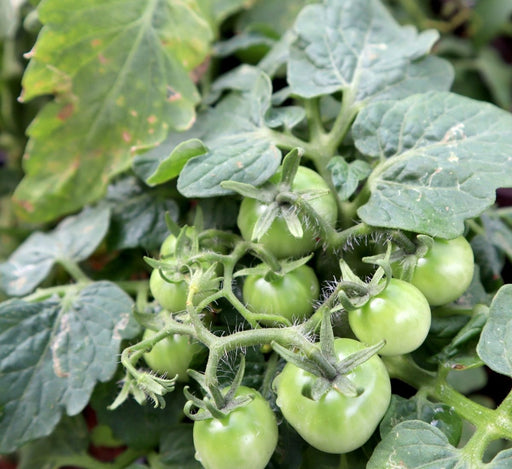 Tomato Plant "Cherry tomato" Organic - Greensouq - 