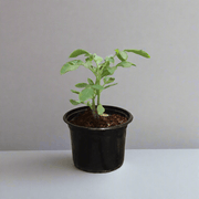 Tomato Plant | Solanum lycopersicum | Fresh Tomato | Vegetable Plant 10 - 15 cm - Greensouq - 