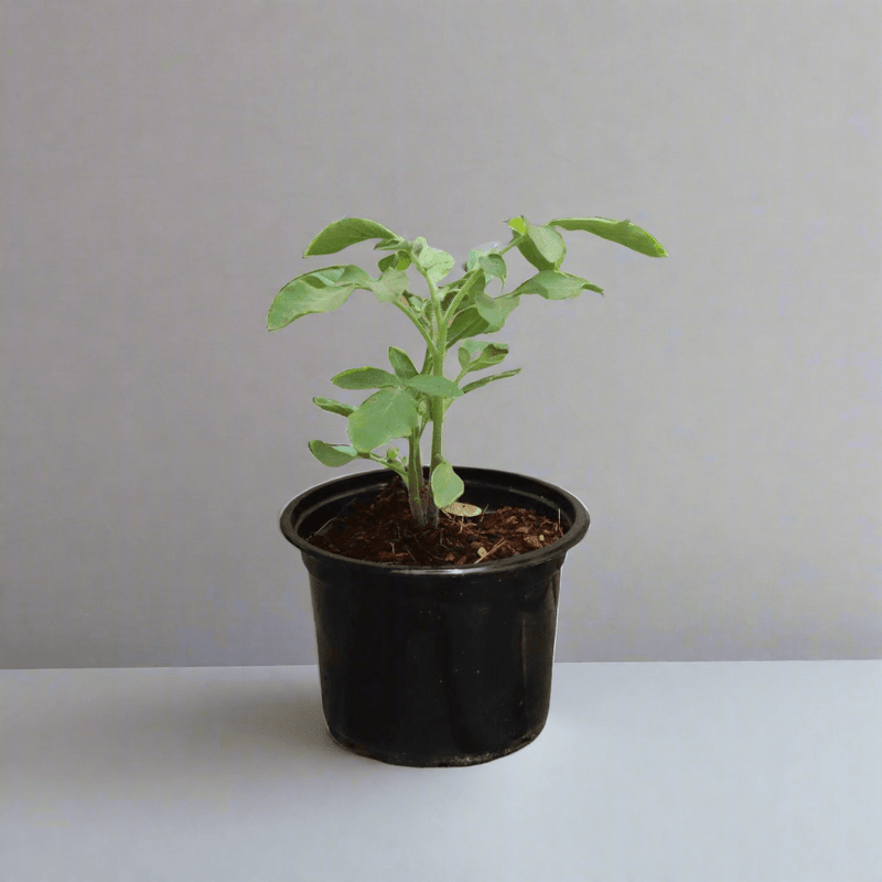 Tomato Plant | Solanum lycopersicum | Fresh Tomato | Vegetable Plant 10 - 15 cm - Greensouq - 