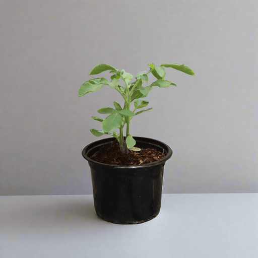 Tomato Plant | Solanum lycopersicum | Fresh Tomato | Vegetable Plant 10 - 15 cm - Greensouq - 