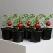 Tomato Plant | Solanum lycopersicum | Fresh Tomato | Vegetable Plant 10 - 15 cm - Greensouq - 