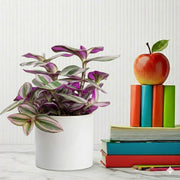 Tradescantia nanouk (Fantasy Venice) | Dubai Top Plants! - Greensouq - 