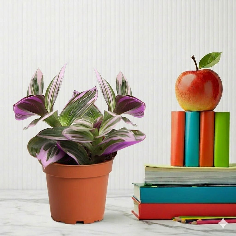Tradescantia nanouk (Fantasy Venice) | Dubai Top Plants! - Greensouq - 