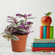 Tradescantia nanouk (Fantasy Venice) | Dubai Top Plants! - Greensouq - 