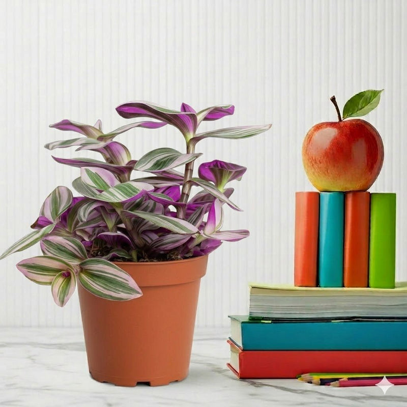Tradescantia nanouk (Fantasy Venice) | Dubai Top Plants! - Greensouq - 