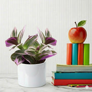 Tradescantia nanouk (Fantasy Venice) | Dubai Top Plants! - Greensouq - 
