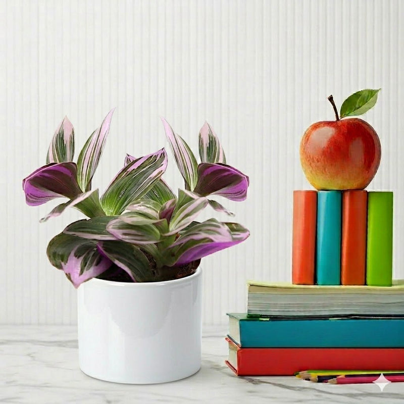 Tradescantia nanouk (Fantasy Venice) | Dubai Top Plants! - Greensouq - 