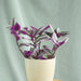 Tradescantia nanouk or Fantasy Venice - Greensouq - 