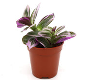 Tradescantia nanouk or Fantasy Venice - Greensouq - 