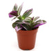 Tradescantia nanouk or Fantasy Venice - Greensouq - 
