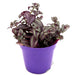Tradescantia purpusii | Tradescantia Purple Heart | Purple Queen 10 - 15cm - Greensouq - 