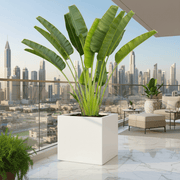 Traveler Palm 2.5 - 3.0m In Grp Square Pot 50x50 - Greensouq - 