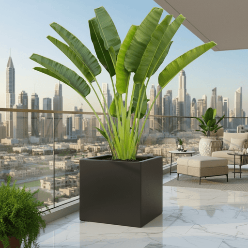 Traveler Palm 2.5 - 3.0m In Grp Square Pot 50x50 - Greensouq - 