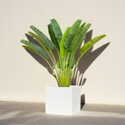 Traveler Palm 2.5 - 3.0m In Grp Square Pot 60x60 - Greensouq - 