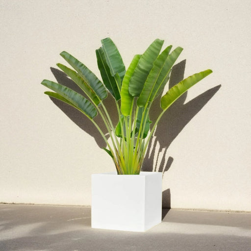 Traveler Palm 2.5 - 3.0m In Grp Square Pot 60x60 - Greensouq - 