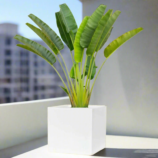 Traveler Palm 2.5 - 3.0m In Grp Square Pot 60x60 - Greensouq - 