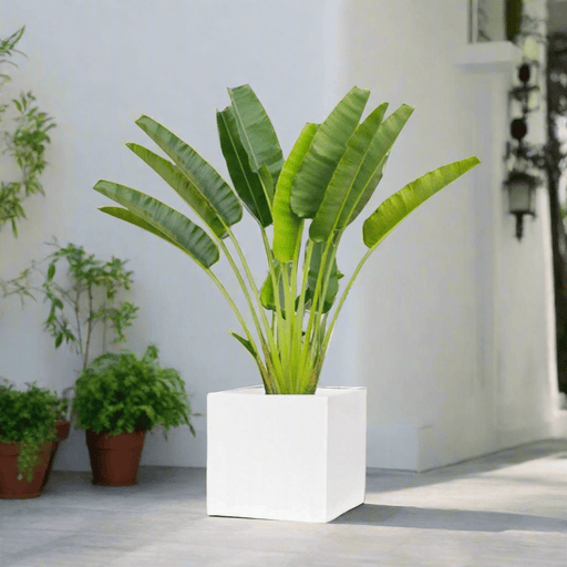 Traveler Palm 2.5 - 3.0m In Grp Square Pot 60x60 - Greensouq - 
