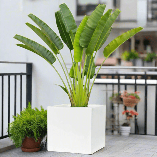 Traveler Palm 2.5 - 3.0m In Grp Square Pot 60x60 - Greensouq - 