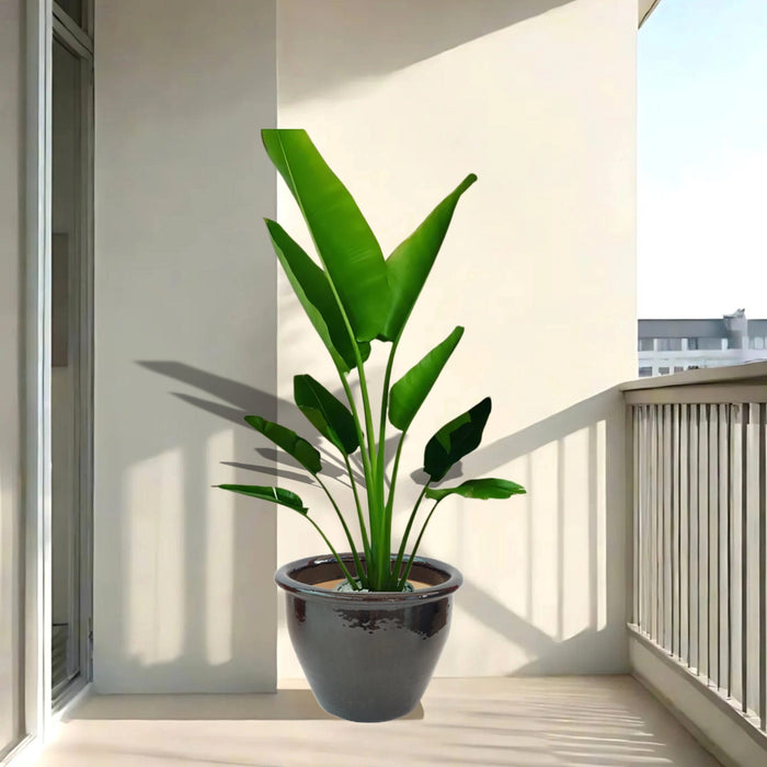 traveller palm in black rolled rim pot