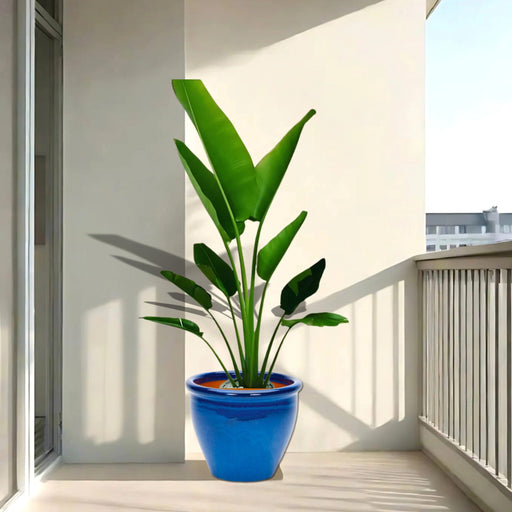 traveller palm in blue rolled rim pot