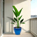 traveller palm in blue rolled rim pot