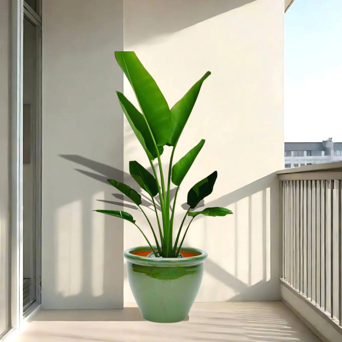 traveller palm in green rolled rim pot