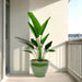 traveller palm in green rolled rim pot