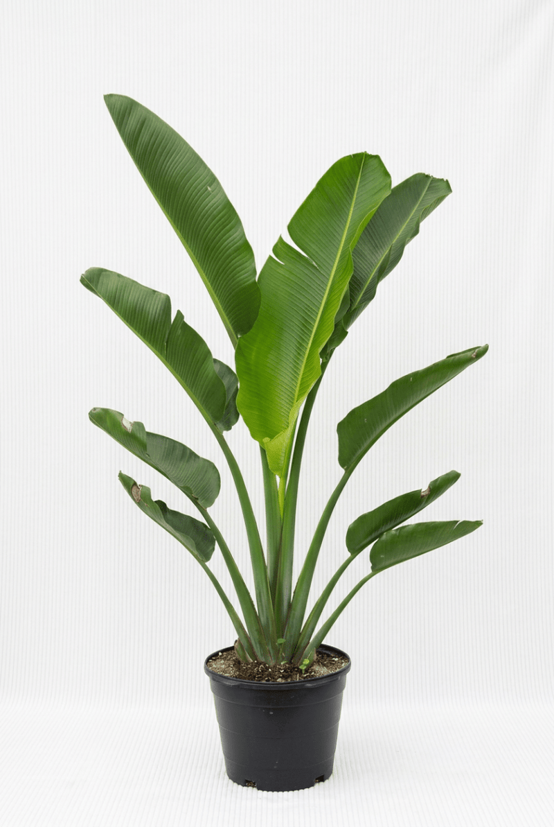 Traveller's Palm - Ravenala Madagascariensis | UAE's Top Plants Collection! - Greensouq -