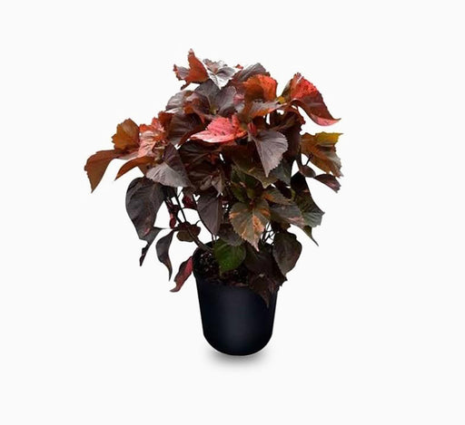Acalypha wilkesiana “Tri Color”