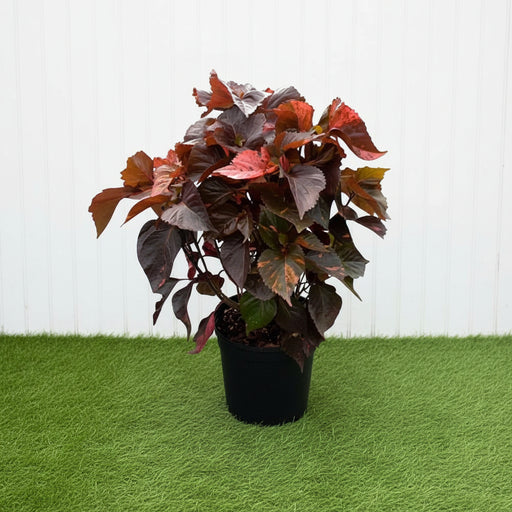 Acalypha wilkesiana “Tri Color”