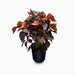 Acalypha wilkesiana “Tri Color”