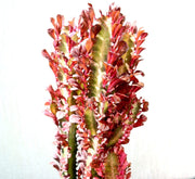 Trigona Rubra | Euphorbia Trigona | Friendship Cactus - Greensouq - 