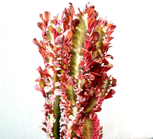 Trigona Rubra | Euphorbia Trigona | Friendship Cactus - Greensouq - 