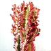 Trigona Rubra | Euphorbia Trigona | Friendship Cactus - Greensouq - 