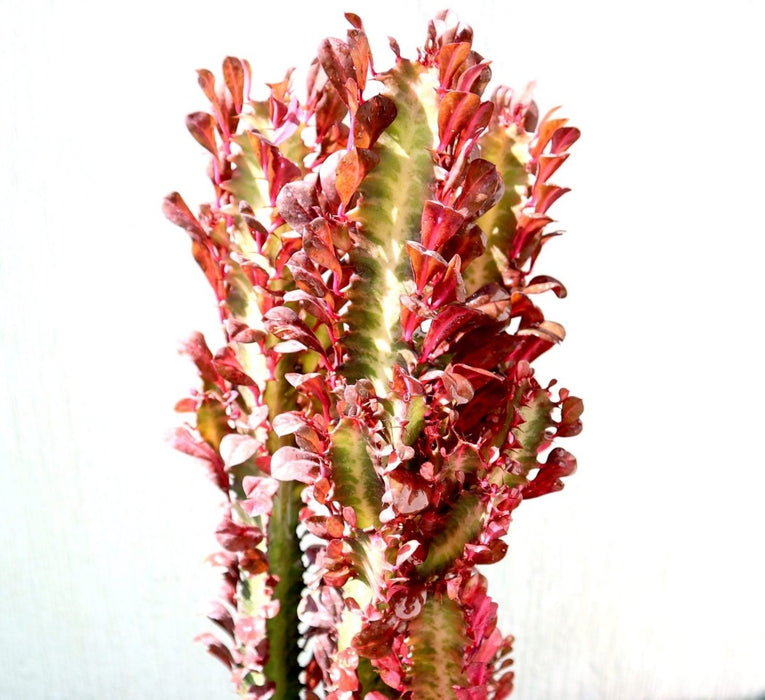 Trigona Rubra | Euphorbia Trigona | Friendship Cactus - Greensouq - 