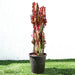 Trigona Rubra | Euphorbia Trigona | Friendship Cactus - Greensouq - 