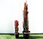 Trigona Rubra | Euphorbia Trigona | Friendship Cactus - Greensouq - 