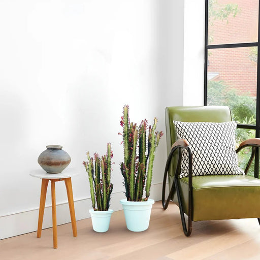 Trigona Rubra | Euphorbia Trigona | Friendship Cactus - Greensouq - 