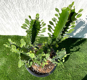 Trigona Rubra | Euphorbia Trigona | Friendship Cactus - Greensouq - 