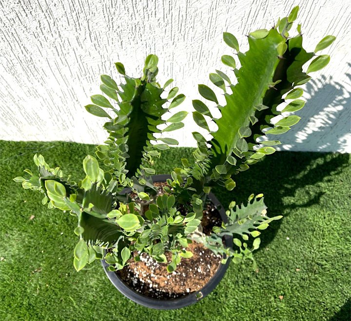 Trigona Rubra | Euphorbia Trigona | Friendship Cactus - Greensouq - 