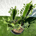 Trigona Rubra | Euphorbia Trigona | Friendship Cactus - Greensouq - 