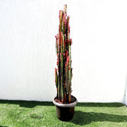 Trigona Rubra | Euphorbia Trigona | Friendship Cactus - Greensouq - 