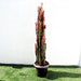 Trigona Rubra | Euphorbia Trigona | Friendship Cactus - Greensouq - 