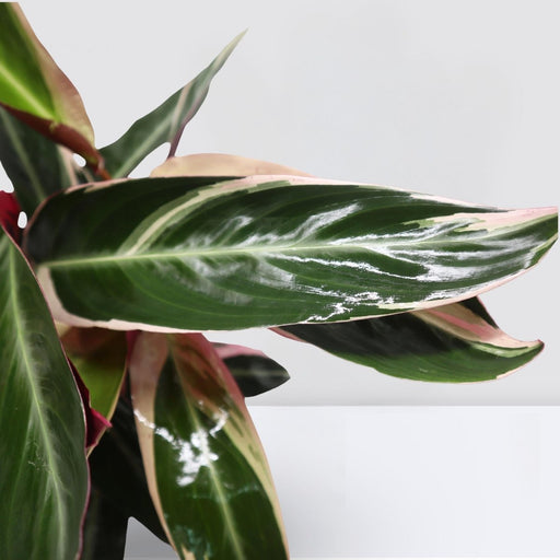 Triostar (Stromanthe Sanguinea) - Greensouq - 